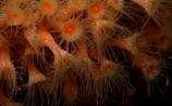 Anemones & Corals